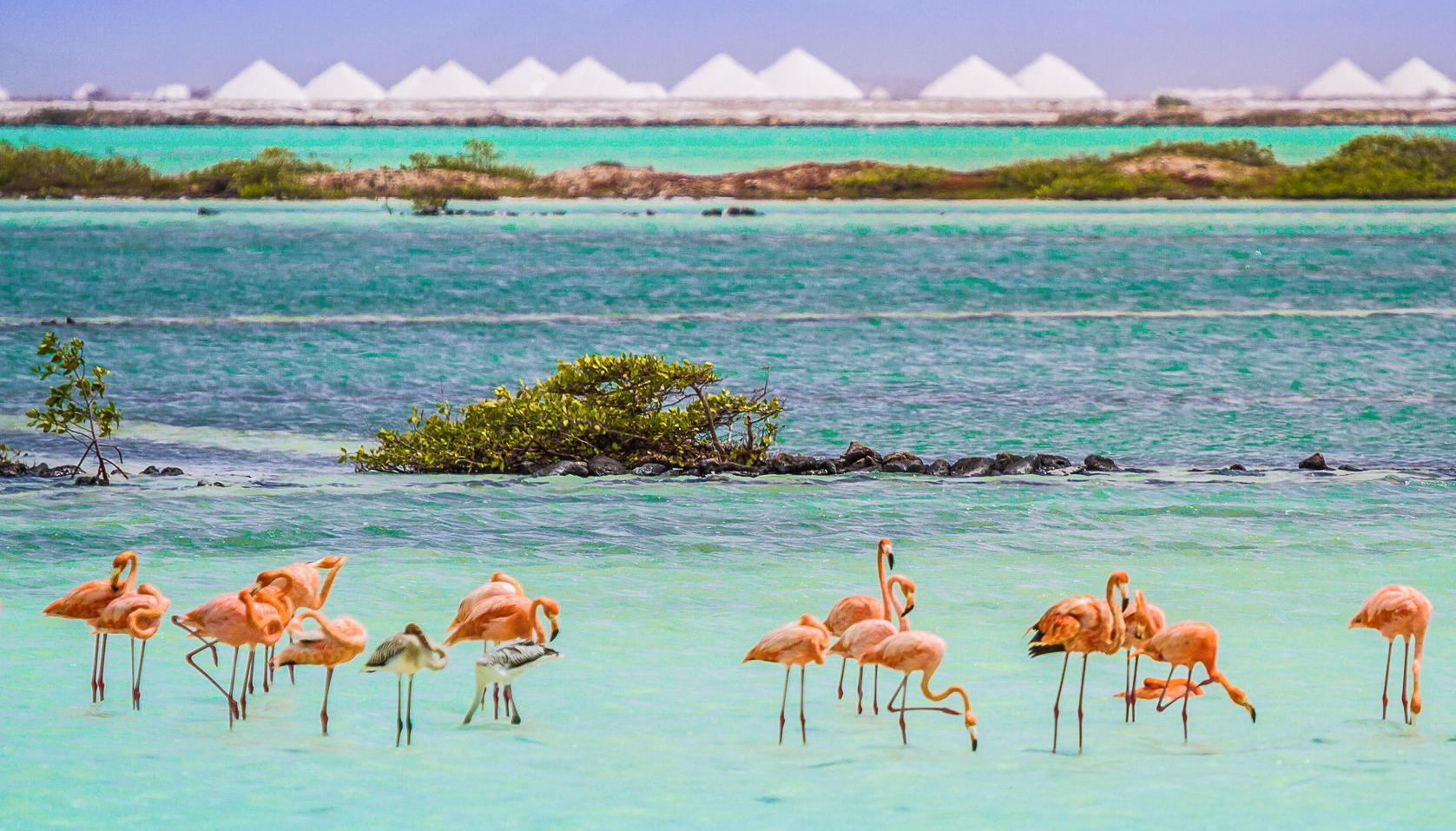 Van Der Valk Plaza Beach & Dive Resort Bonaire Playa Eksteriør billede