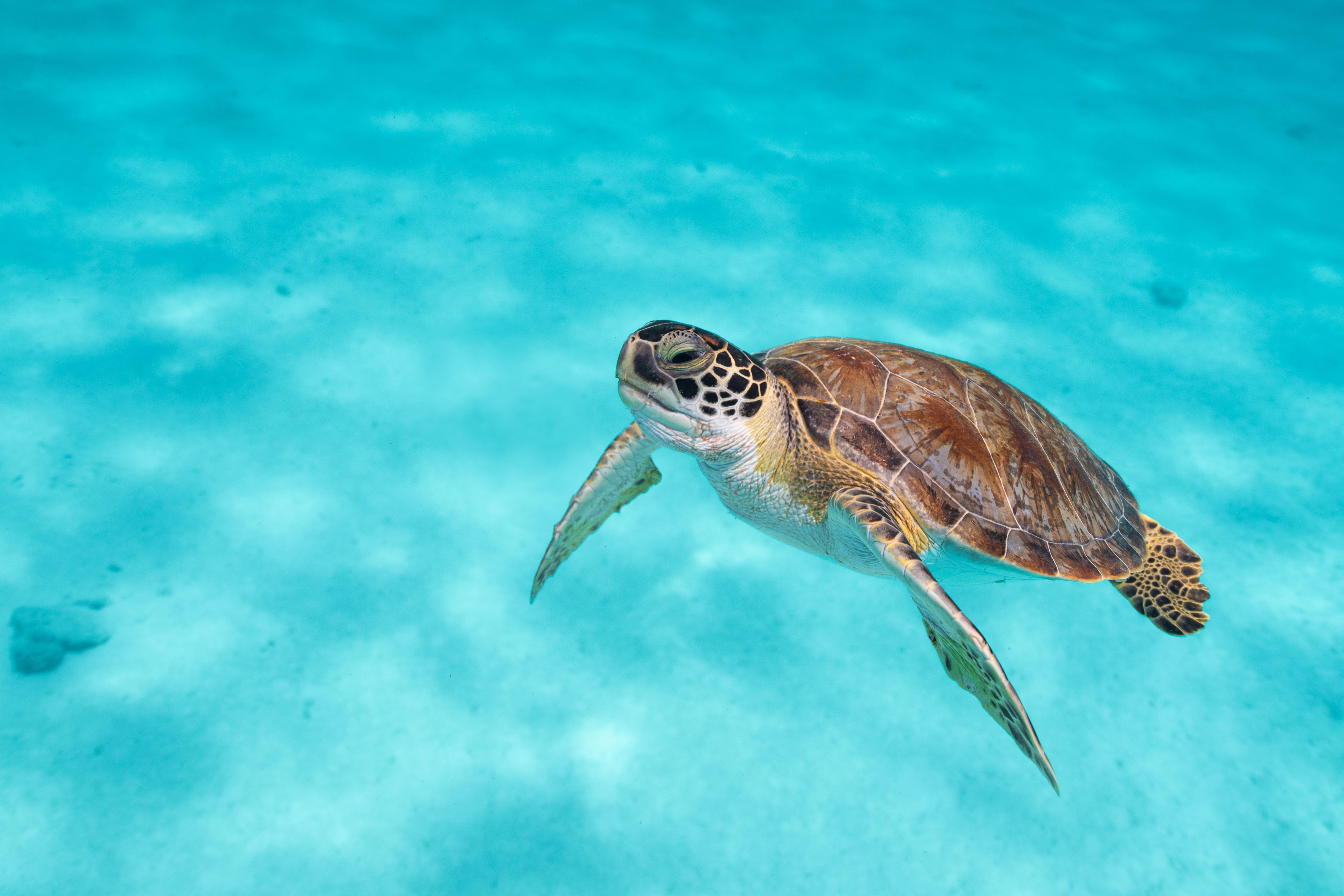 Van Der Valk Plaza Beach & Dive Resort Bonaire Playa Eksteriør billede